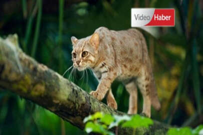 Dünyanın en küçük kedisi: Paslı Kedi...