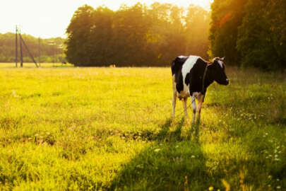 Çiftlik Bank'tan sonra batan batana!