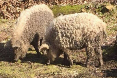 Koyuna benzeyen domuzlar şaşırttı