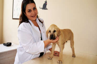 Bursalı profesörden dikkat çeken öneri: "Hayvan sevgisi ders müfredatına alınsın"