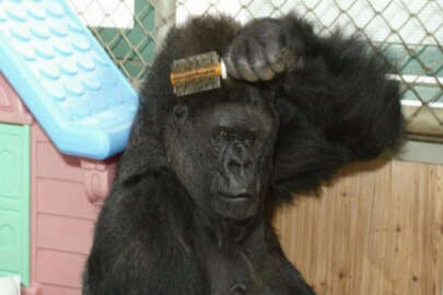 İşaret diliyle konuşan goril Koko öldü!