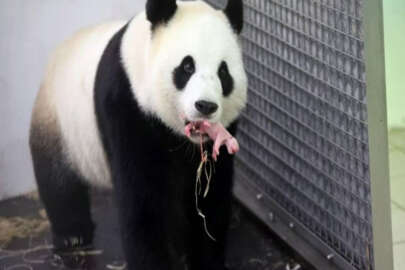 Panda yavrusu sel nedeniyle yaşamını yitirdi