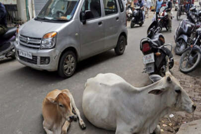 Hindistan'da bir Müslüman, inek yüzünden linç edildi