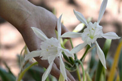 Bu çiçeğe dokunan yandı! 48 bin lira cezası var