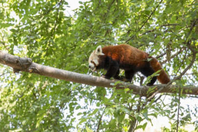 Bursa Zoopark'a yeni misafir: 'Kırmızı panda'