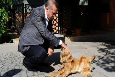 Erdoğan'dan hayvan hakları talimatı