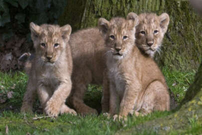 Dişi aslan, üç yavrusunun babasını öldürdü