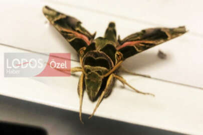 Dünyada nadir bulunan 'Mekik kelebeği' Bursa'da ortaya çıktı