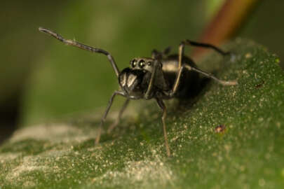 Tarihi keşif! Yavrularını sütle besliyor...