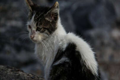 Yavru kediyi yakarak öldürdüler