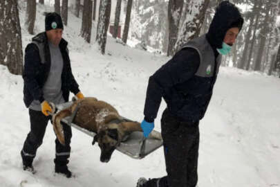 Bursa'da donmak üzere olan köpekler böyle kurtarıldı