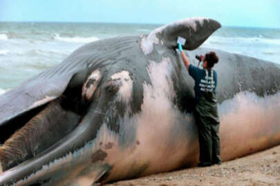 Ölü balinanın midesinden çıkanlar şoke etti! Tam 40 kilo...