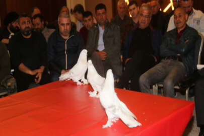 Şebap güvercinler görücüye çıktı