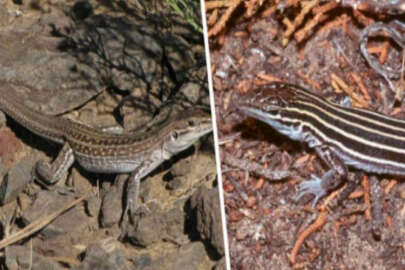 İşte nesli tükenen ilginç hayvanlar! Lezbiyen kertenkele ve...