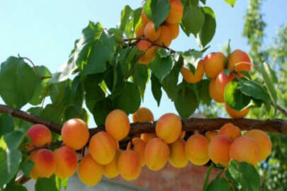 Hatay'da kayısı hasadı başladı