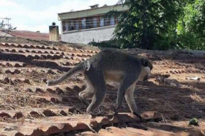 Bursa'da kaçak maymun alarmı!