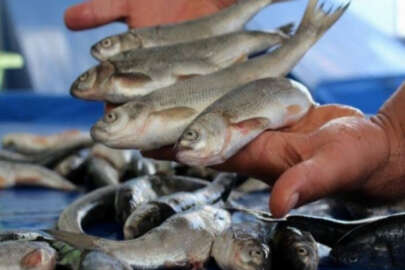 Kaçak avcıların elinden 1800 kilo balık ele geçirildi