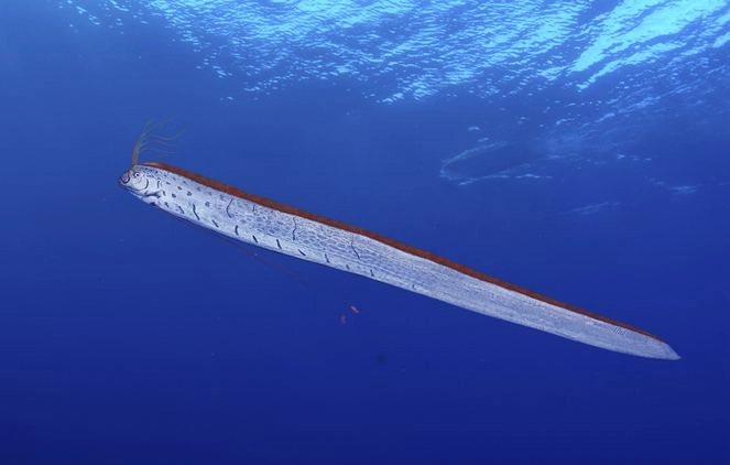 Büyük depremin habercisi... Yine kıyıya vurdu!