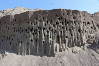 Kırlangıç yuvaları için zararı göze aldılar