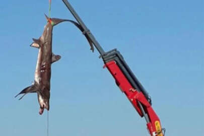 Muğla'da köpek balığı yakalandı