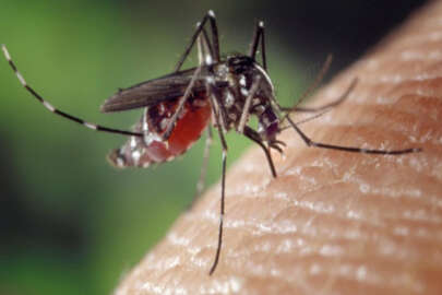 Sivrisinek sivrisineğe karşı! Dang virüsüne...