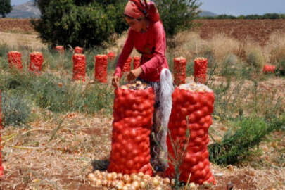 Dünyanın en lezzetli soğanı Karacabey'den