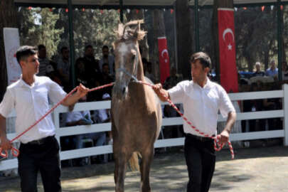 Bursa'da 69 saf kan Arap tayı görücüye çıkıyor