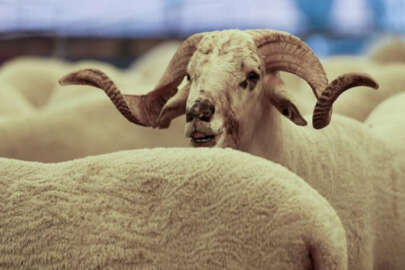 Kurban bayramı tatili kaç gün?