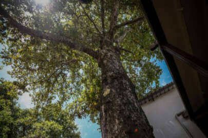 Bursa Orduevi'nin asırlık "çınarları"