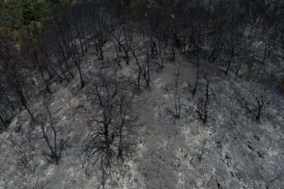 İzmir'deki orman yangınının nedeni araştırılıyor