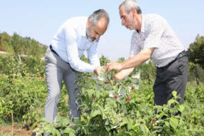 Bursa'da çiftçinin alın teri dövize dönüşüyor