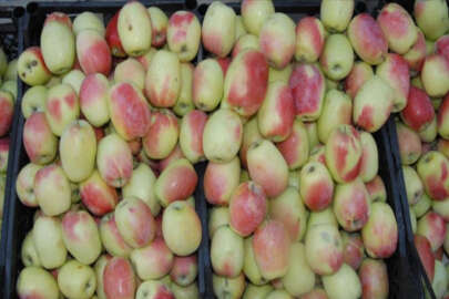Tescilli 'uzun elma' pazara indi
