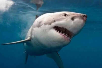 Okyanusta kaybolan turistin eli köpek balığının midesinden çıktı!