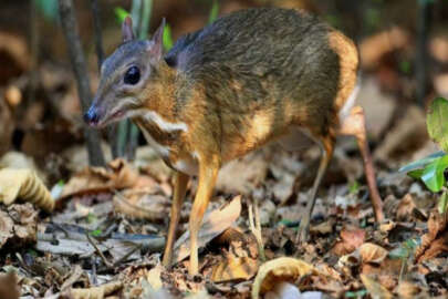 Nesli tükendi sanılıyordu ama...