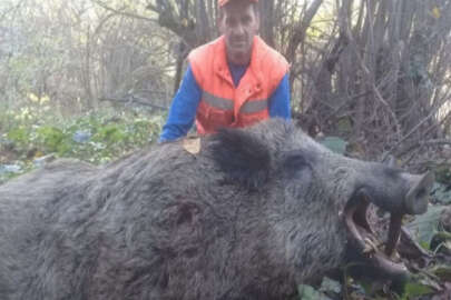 Bursa'da avcılar 300 kiloluk yaban domuzu vurdu