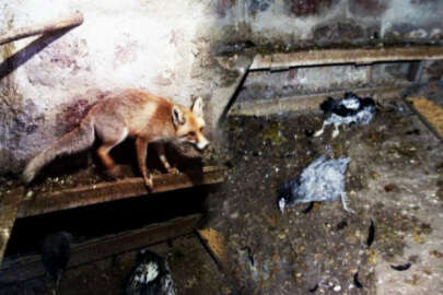 Kümese giren tilki tavukları yedi