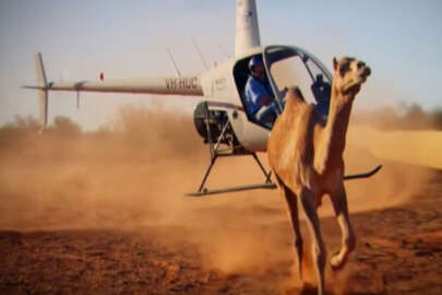 Avustralya'da katliam! İşte 5 günde öldürülen deve sayısı