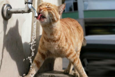 Bursa'da bu kedi başka çeşmeden su içmiyor