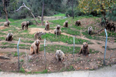 Bursa'da ayıları uyku tutmadı