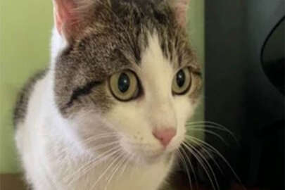 Rusya'da bir kedi 320 bin dolara satışa çıktı