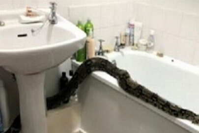 Tuvalette dehşeti yaşadı! 2 metrelik boa yılanıyla...