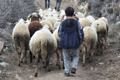 Bursa'da boyundan büyük koyunlara çobanlık yapıyor