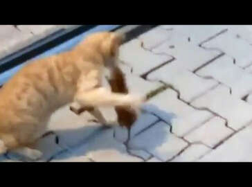 Asabi fareden kediye sol kroşe...