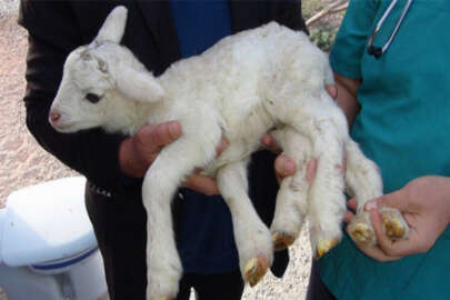 Gören şaşkına dönüyor! 6 bacaklı kuzu