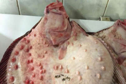 Kilosu 230 lira! En küçüğü 3 kilo...