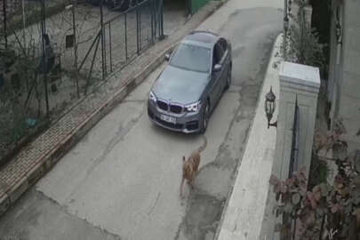 Bursa'da lüks otomobilinden sokak köpeğine kurşun yağdırdı