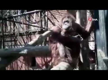 Maske takma zorunluluğuna orangutan Raja'dan destek