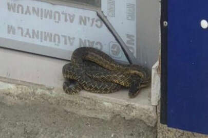 Dikkat! Bursa'yı yılanlar bastı