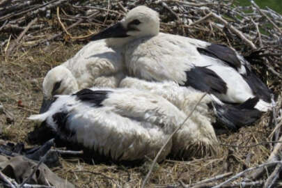 Yavru leylek 3 bin kilometre yoldan Bursa'ya geldi