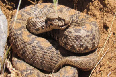 Sadece Türkiye'de yaşıyor!  Wagner Engereği o ilde ortaya çıktı